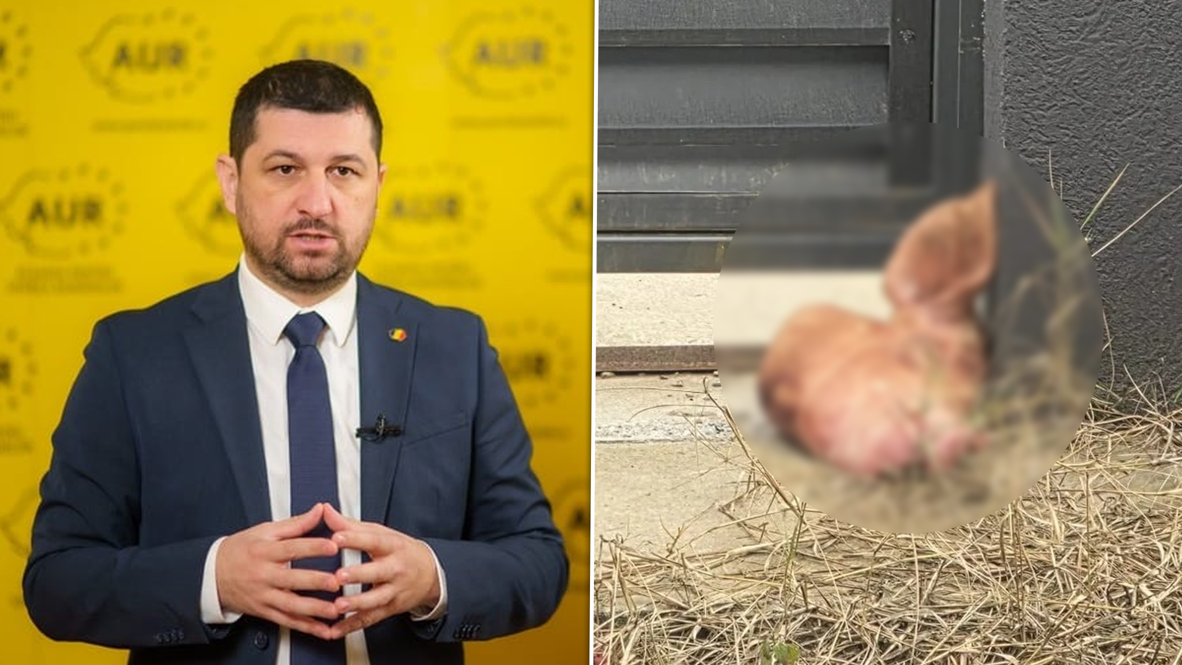 Marius Lulea a depus plângere penală după amenințări cu cap de porc și mesaje de intimidare