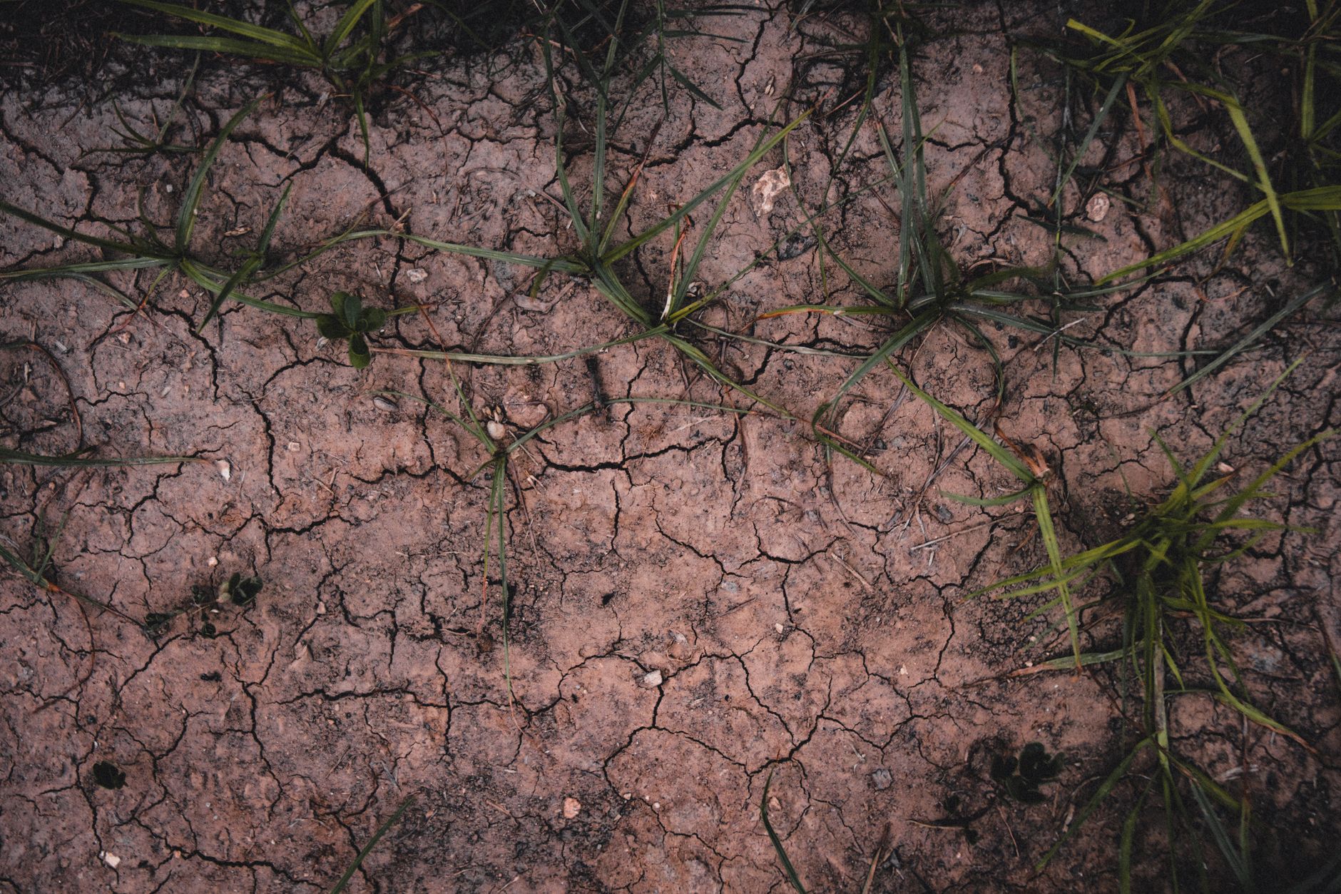 Ministerul Agriculturii dezvoltă un mecanism cu Banca Mondială pentru combaterea impactului secetei