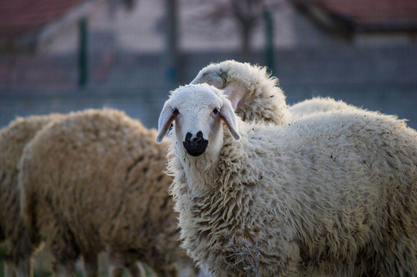 România va primi 1,1 milioane de doze de vaccin pentru ovine și caprine la sfârșitul lunii octombrie