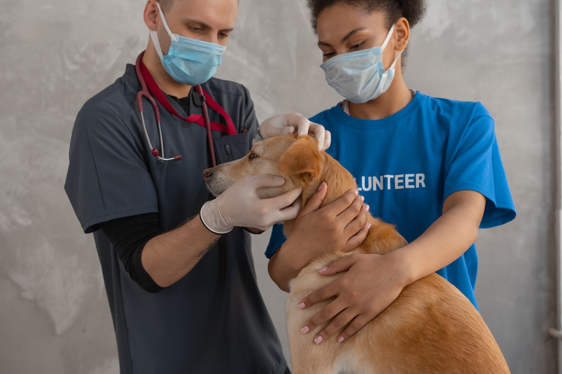 România va primi 1,1 milioane de doze de vaccinuri de la Comisia Europeană pentru animale