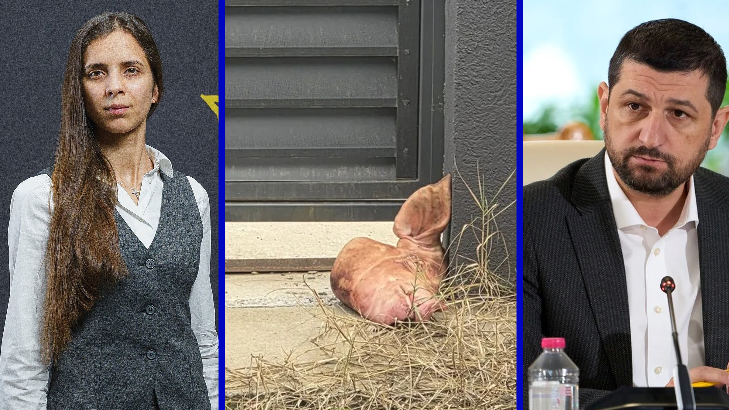 Ariadna Cârligeanu oferă detalii despre incidentul cu cap de porc la poarta lui Marius Lulea