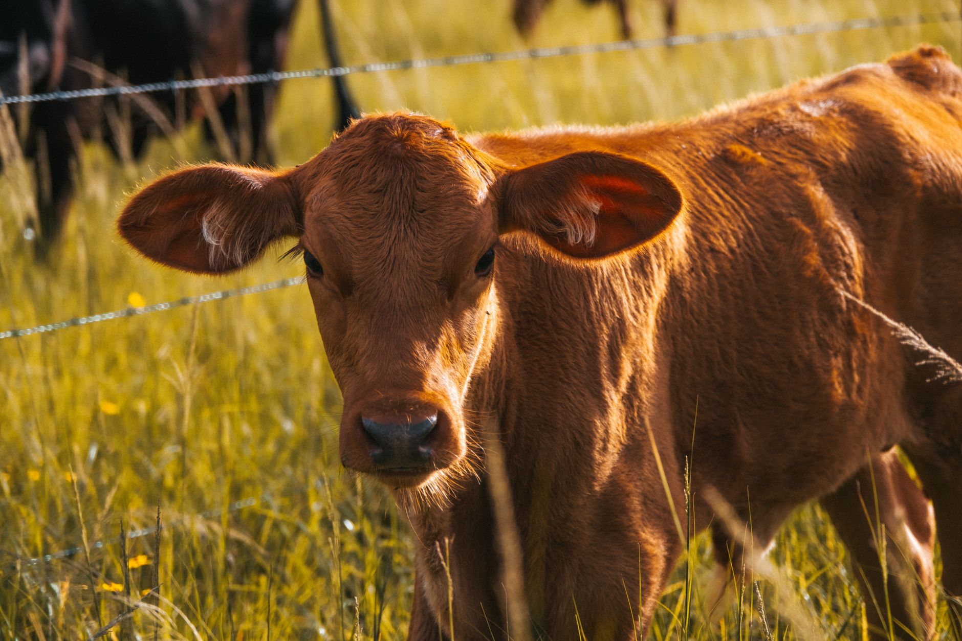 Guvernul aprobă primirea a 1,1 milioane de doze de vaccin de la Comisia Europeană pentru combaterea bolilor la animale