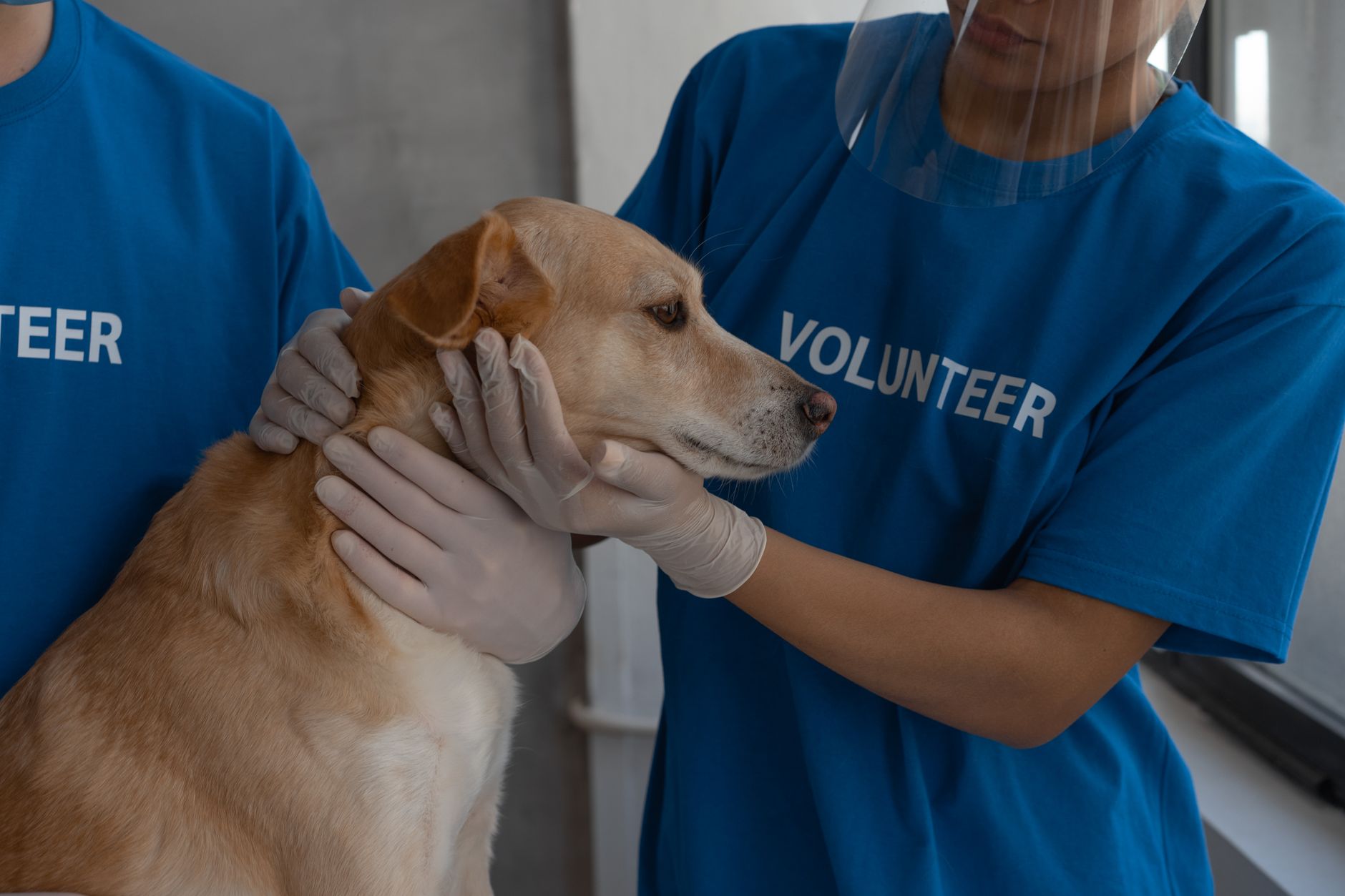 Comisia Europeană donează României 1,1 milioane de doze de vaccinuri pentru animale