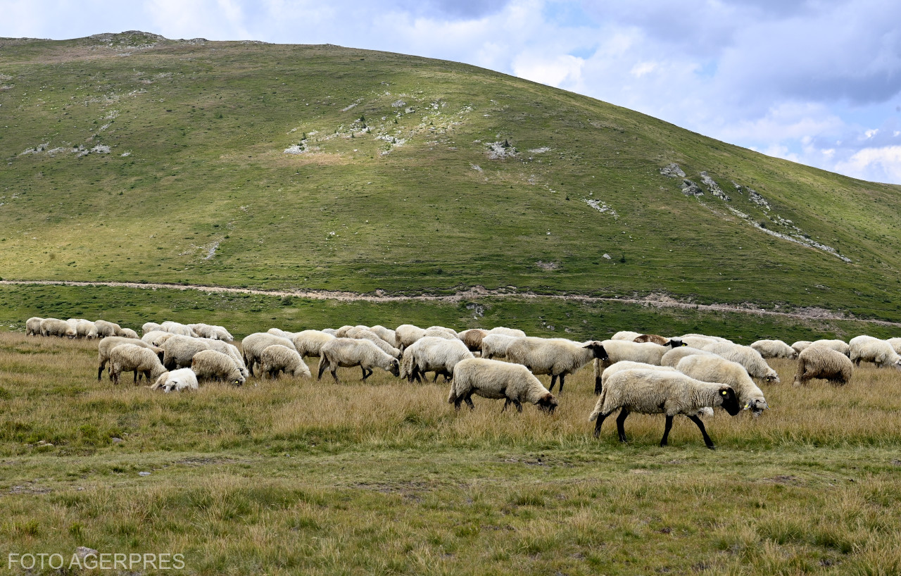 Guvernul lansează programul de vaccinare a micilor rumegătoare pentru deblocarea exporturilor de animale