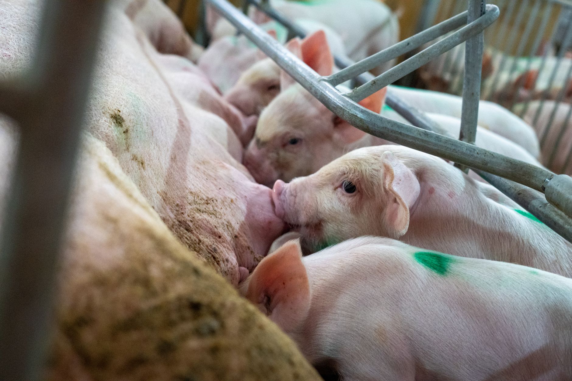EFSA semnalează lacune în datele despre asomarea porcilor grei în contextul propunerii suedeze