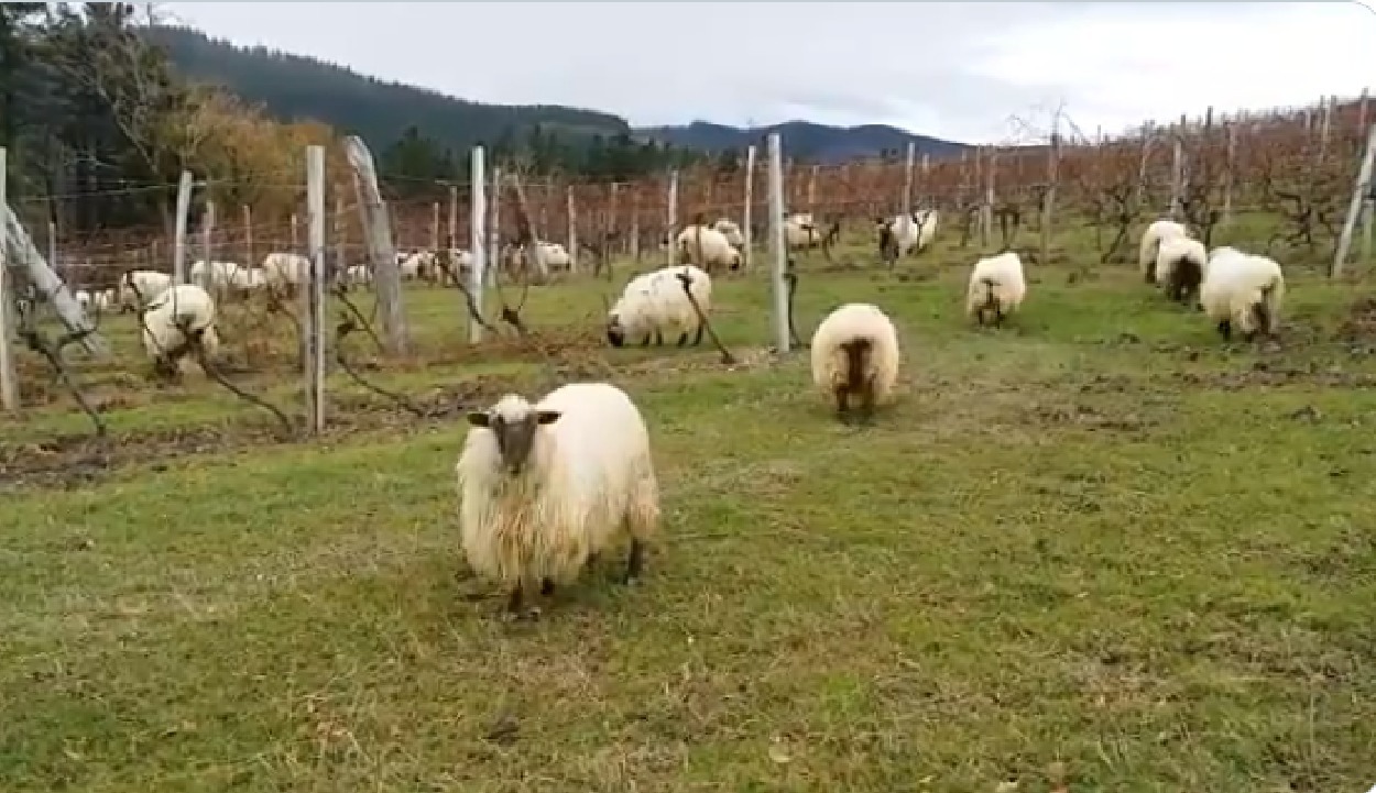 Comisia Europeană a validat planul României pentru reluarea exporturilor de ovine și caprine