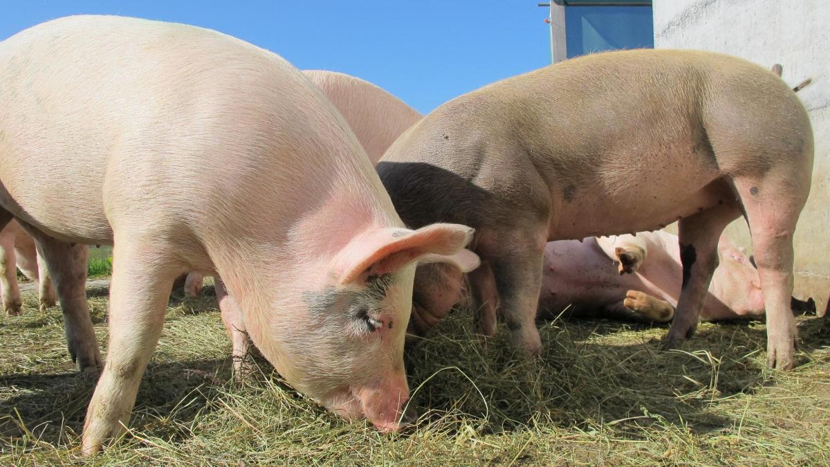 Comisia Europeană aprobă 11 milioane de euro pentru crescătorii de porci din România