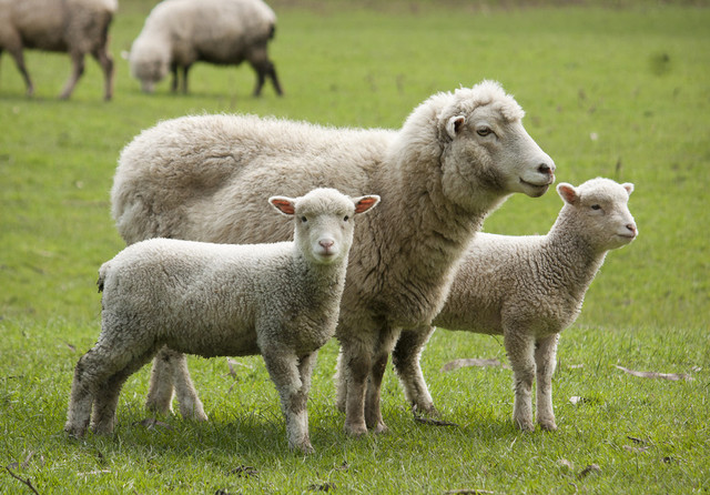 România și alte patru state UE cer măsuri urgente pentru sectorul ovin și caprin în contextul bolilor animalelor