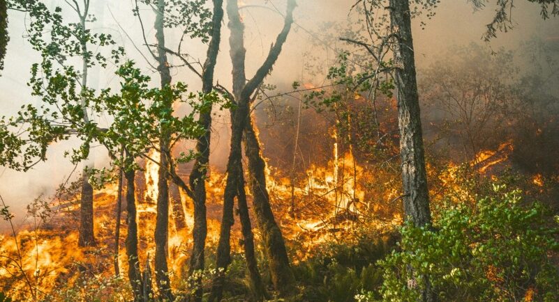 Ministerul Mediului propune noi norme pentru combaterea incendiilor de pădure prin monitorizare cu drone și termoviziune