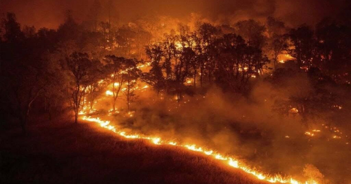 Senator PNL cere raport public după incendiul de 400 de hectare din Parcul Național Domogled